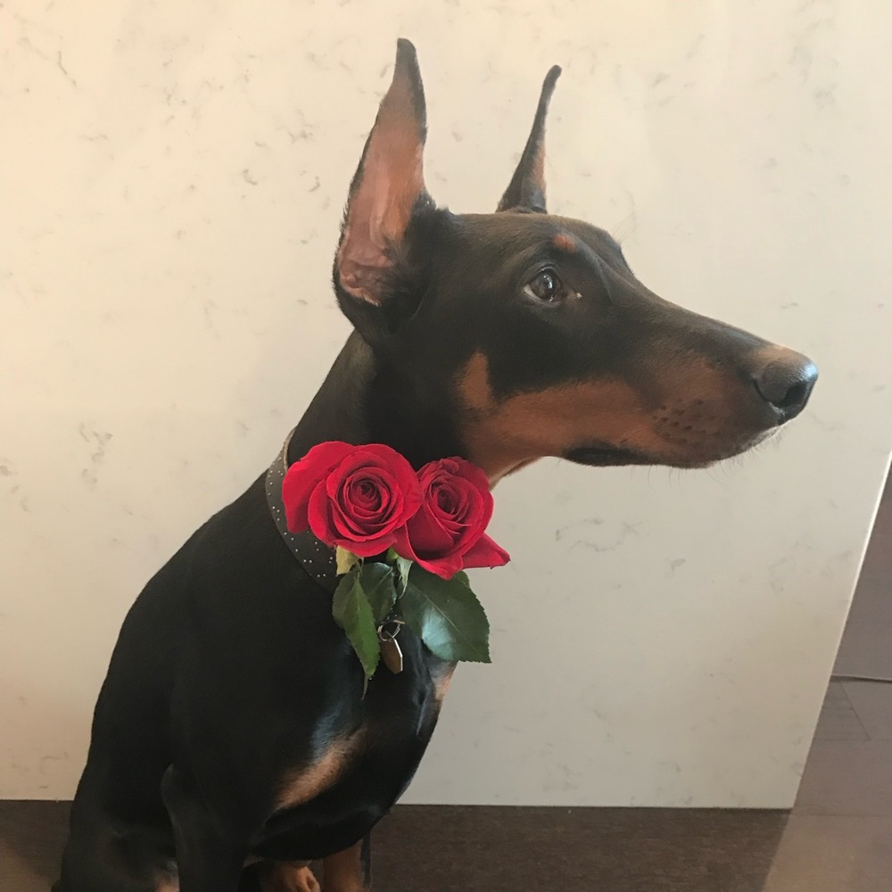 Meet your Posher, Lex